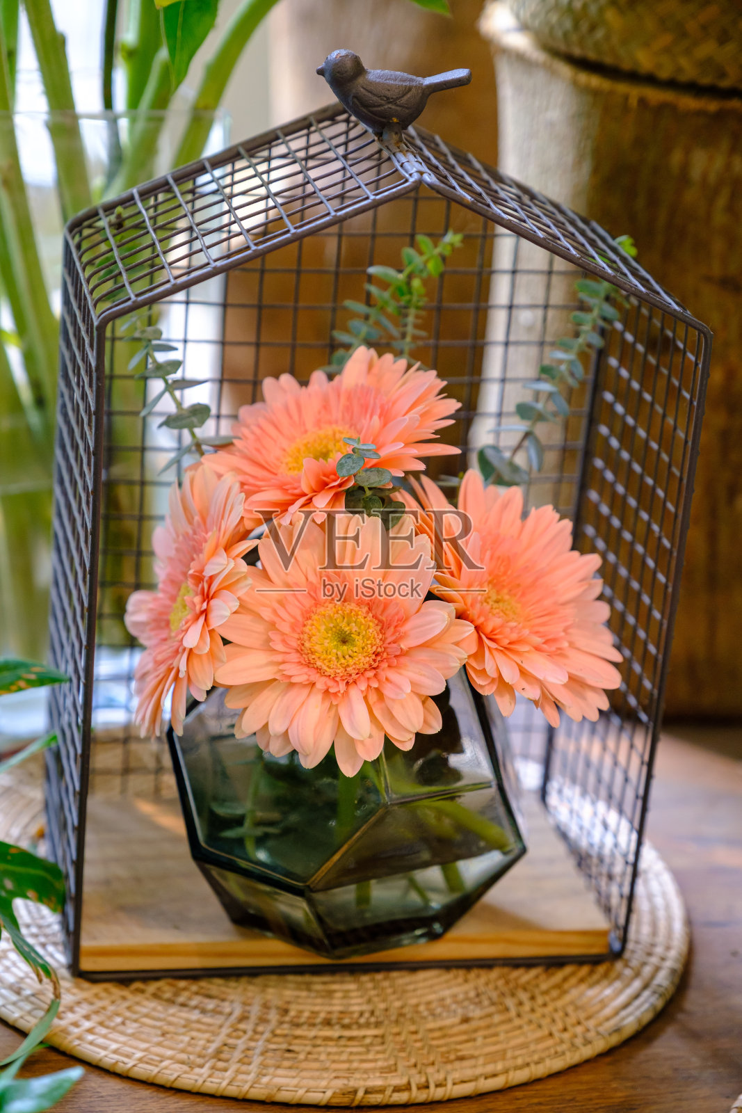 在罐子里的橙色非洲菊照片摄影图片