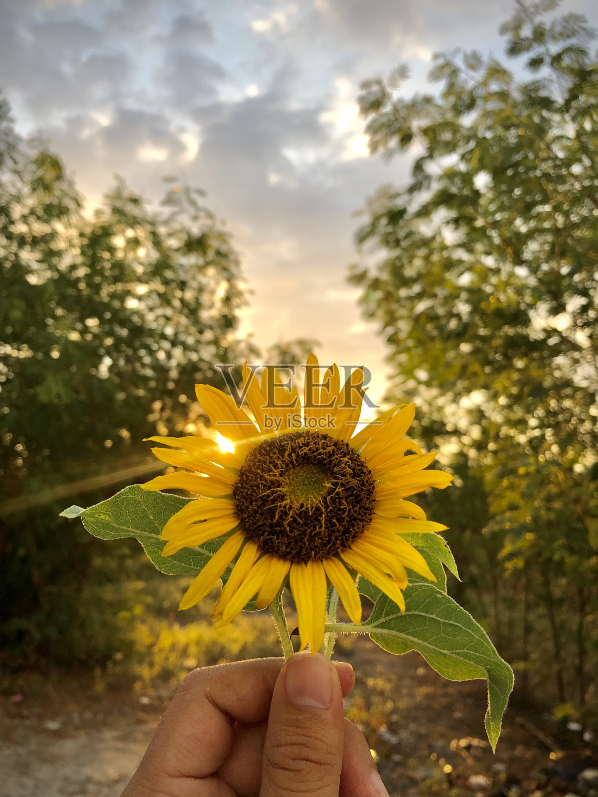 太阳和花照片摄影图片