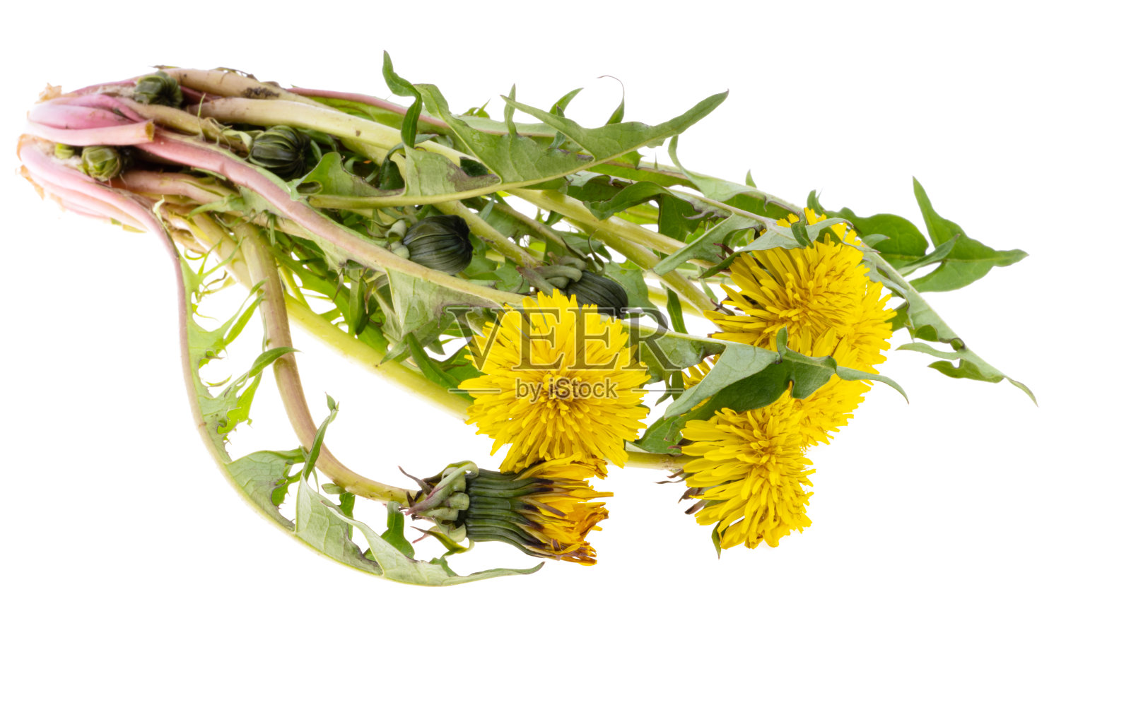 蒲公英花分离照片摄影图片