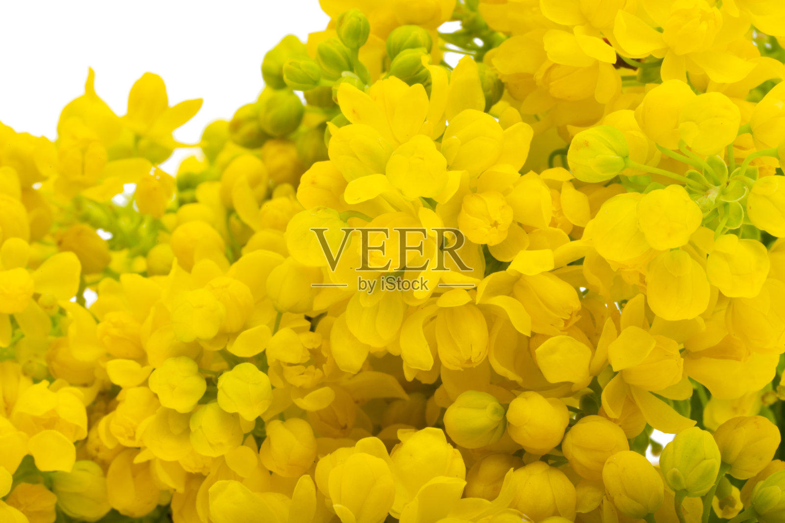 马荷尼亚花分离照片摄影图片