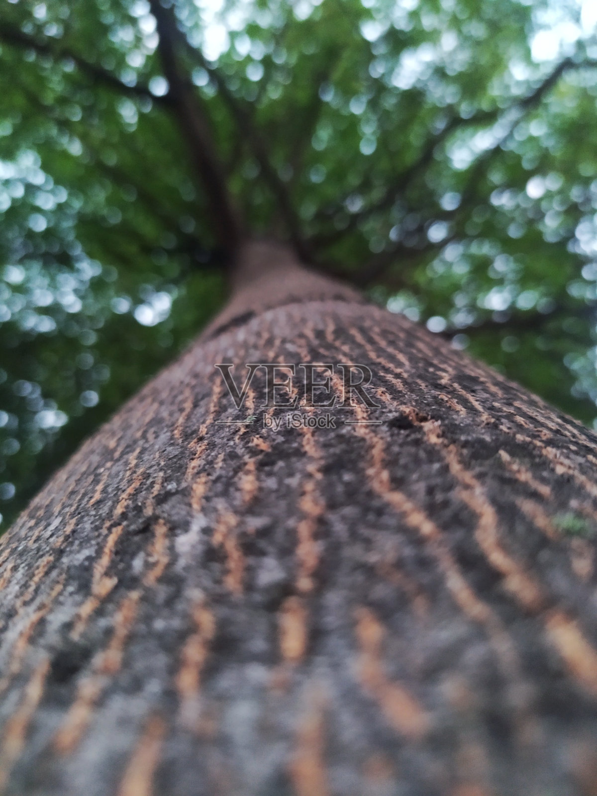 树的户外照片摄影图片