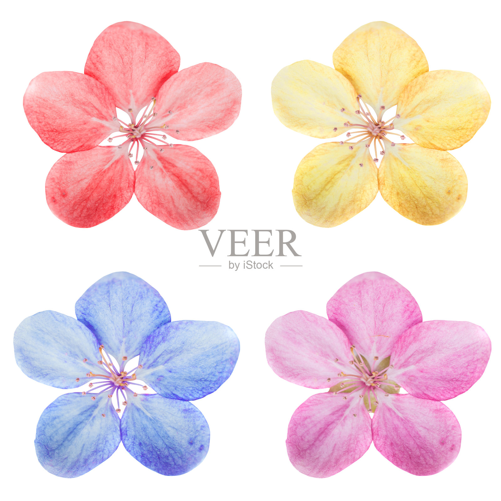 花集与4樱花照片摄影图片