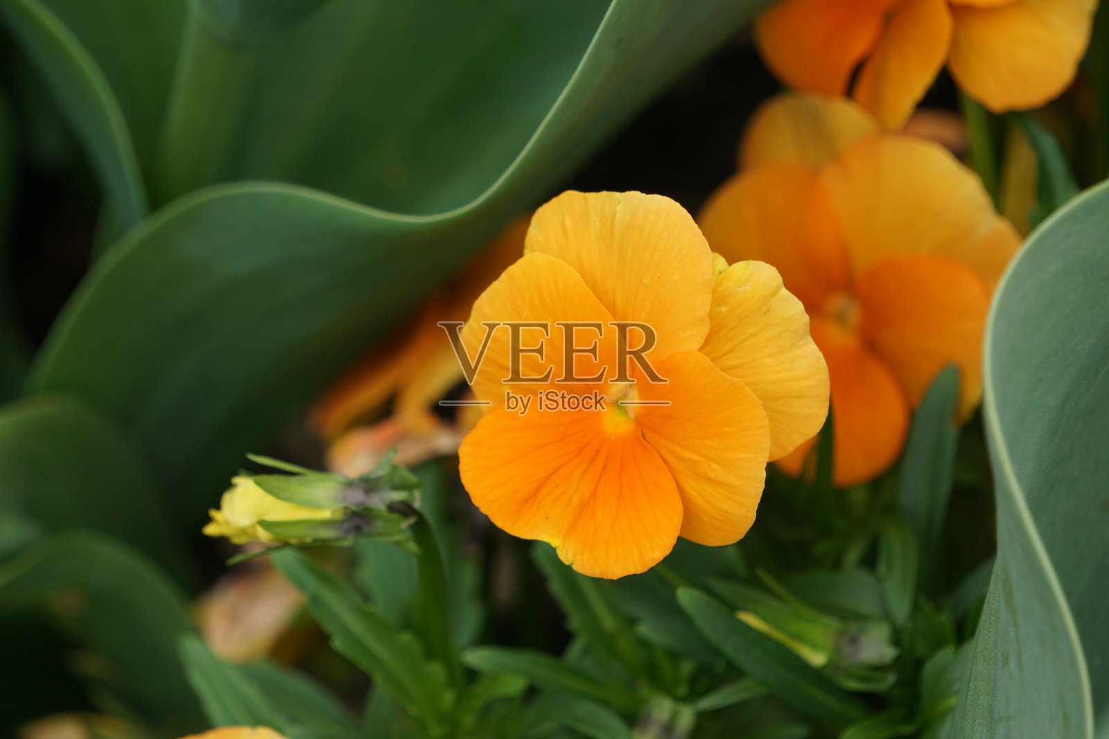 三色堇菜是一种常见的欧洲野花，一年生或短生多年生植物。该物种也被称为野生三色堇，约翰尼跳起来。照片摄影图片