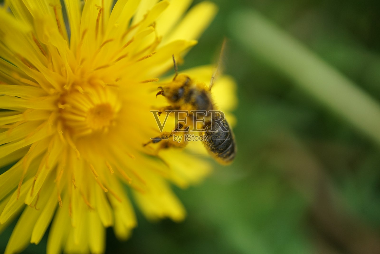一只蜜蜂正坐在蒲公英上。蜜蜂从蒲公英上收集花粉。蜜蜂和蒲公英。一只蜜蜂在花上的微距摄影。一只蜜蜂在蒲公英上的特写照片。照片摄影图片