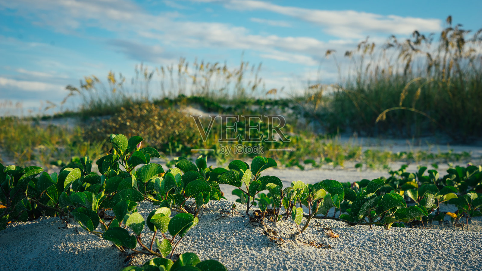 海燕麦照片摄影图片