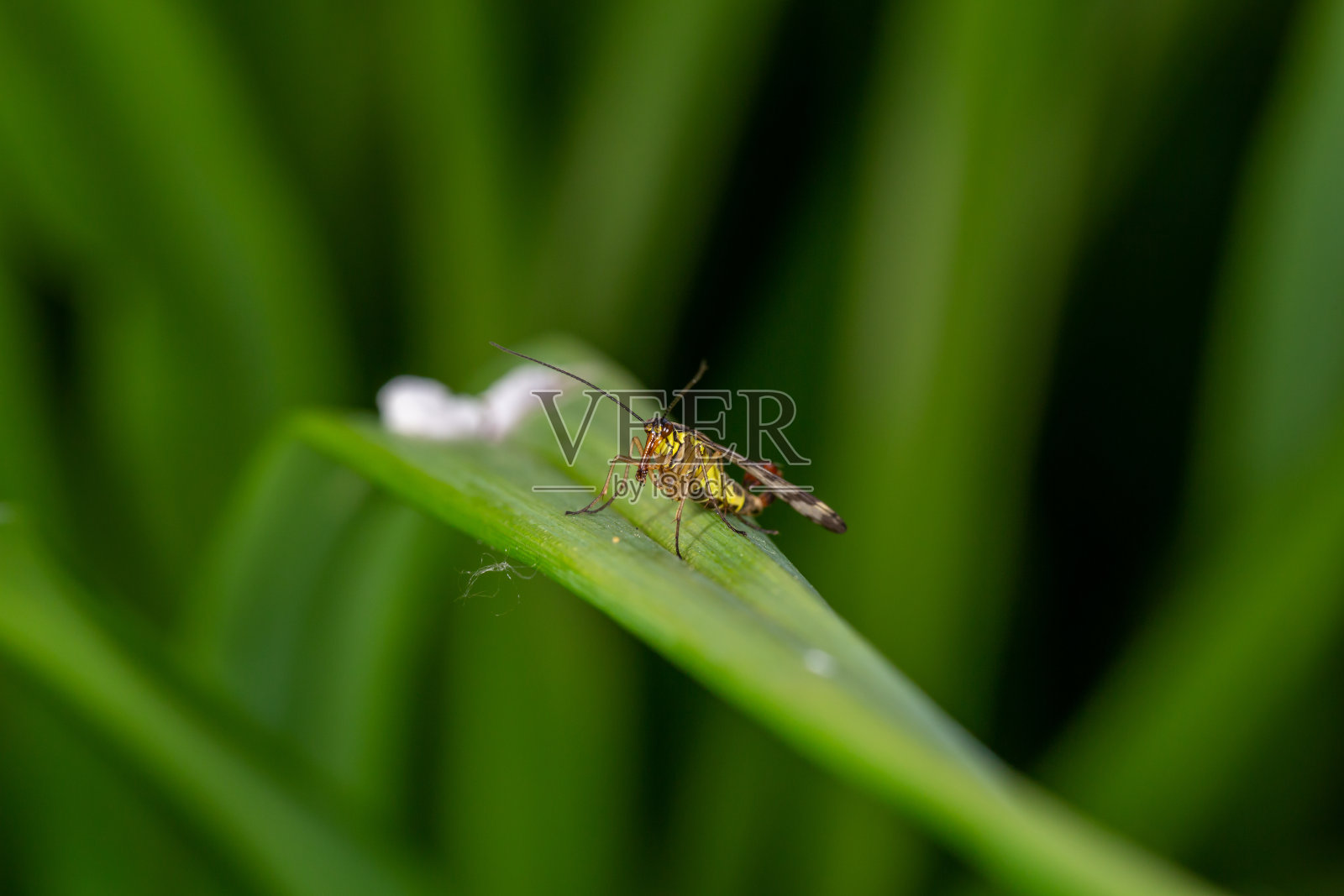 黑色和黄色的蝎子昆虫坐在绿叶微距摄影。照片摄影图片