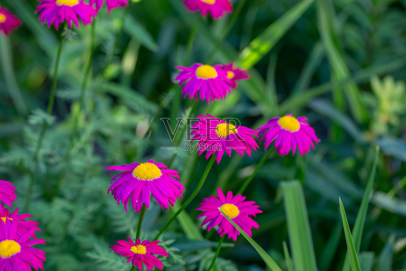 盛开的粉红色雏菊花在绿色背景微距摄影照片摄影图片
