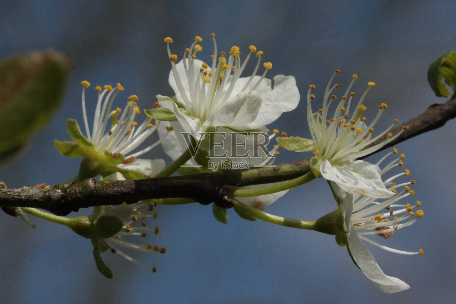 李属(Prunus domestica)照片摄影图片