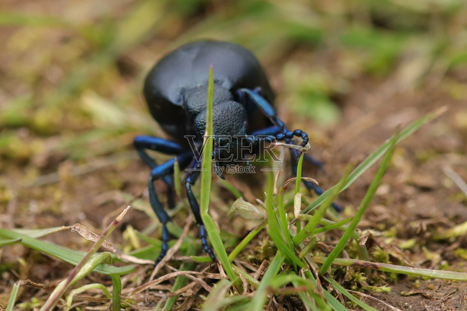 m - <s:1> printanier (Meloe proscarabaeus)照片摄影图片