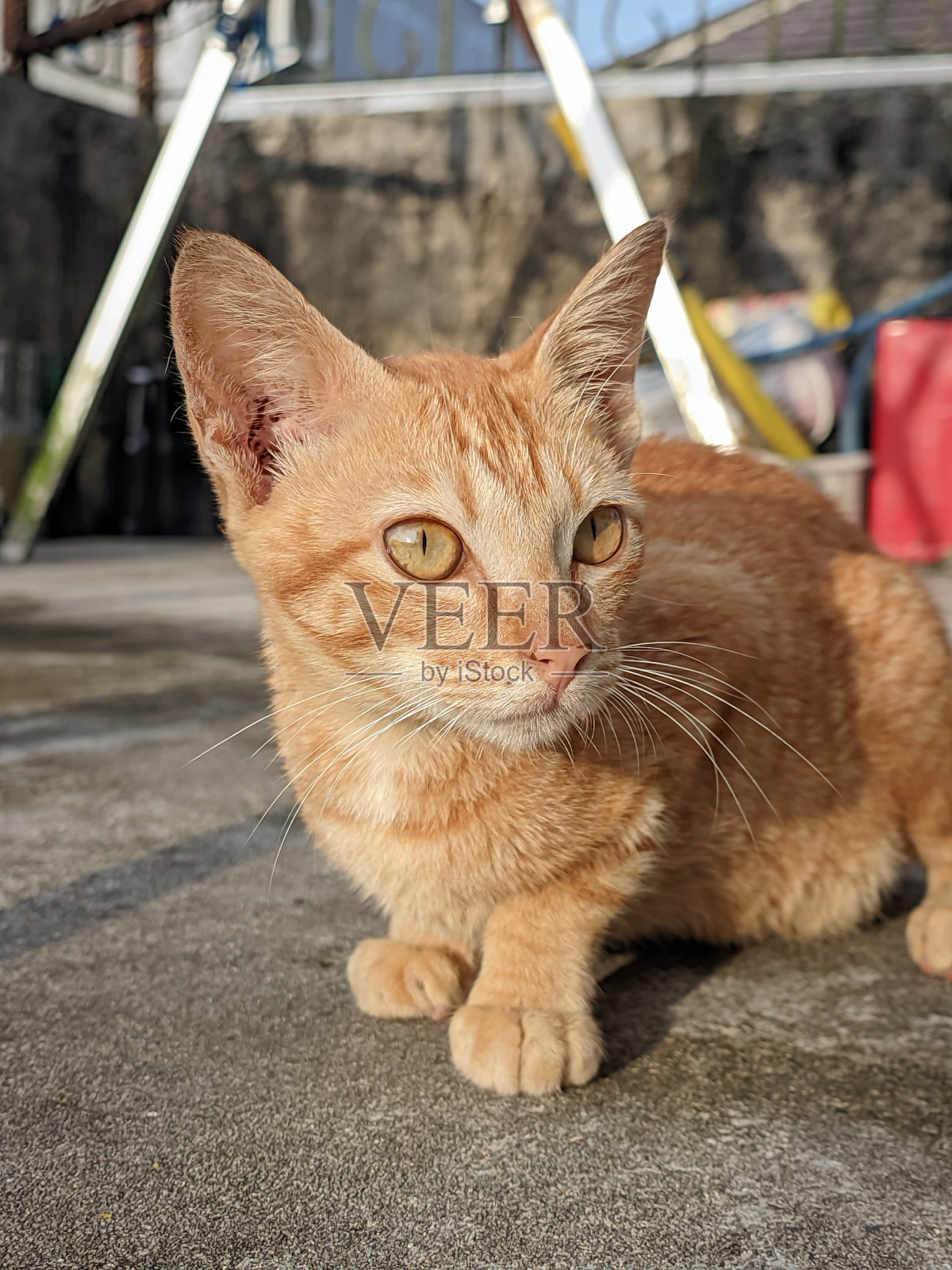 一只当地的橙色虎斑猫站在室外的水泥地上照片摄影图片