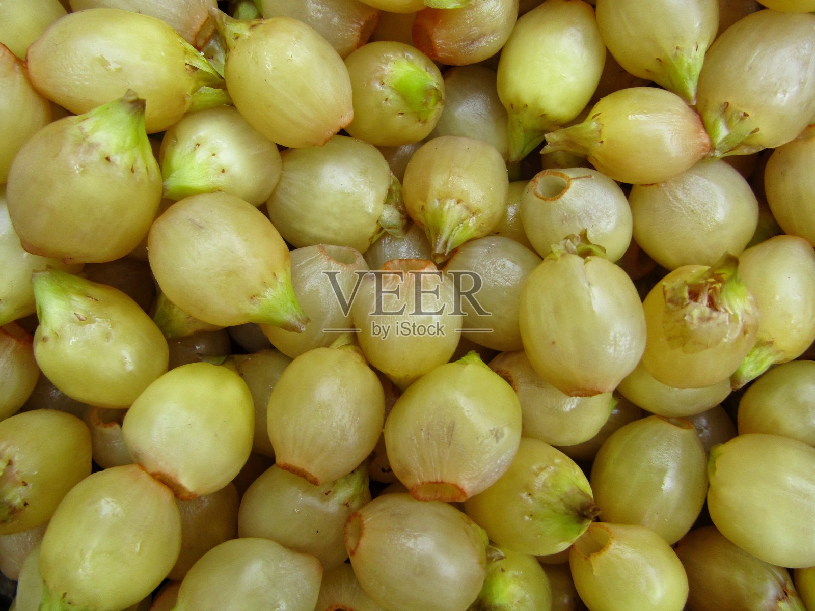 长叶麻花或麻花特写照片摄影图片