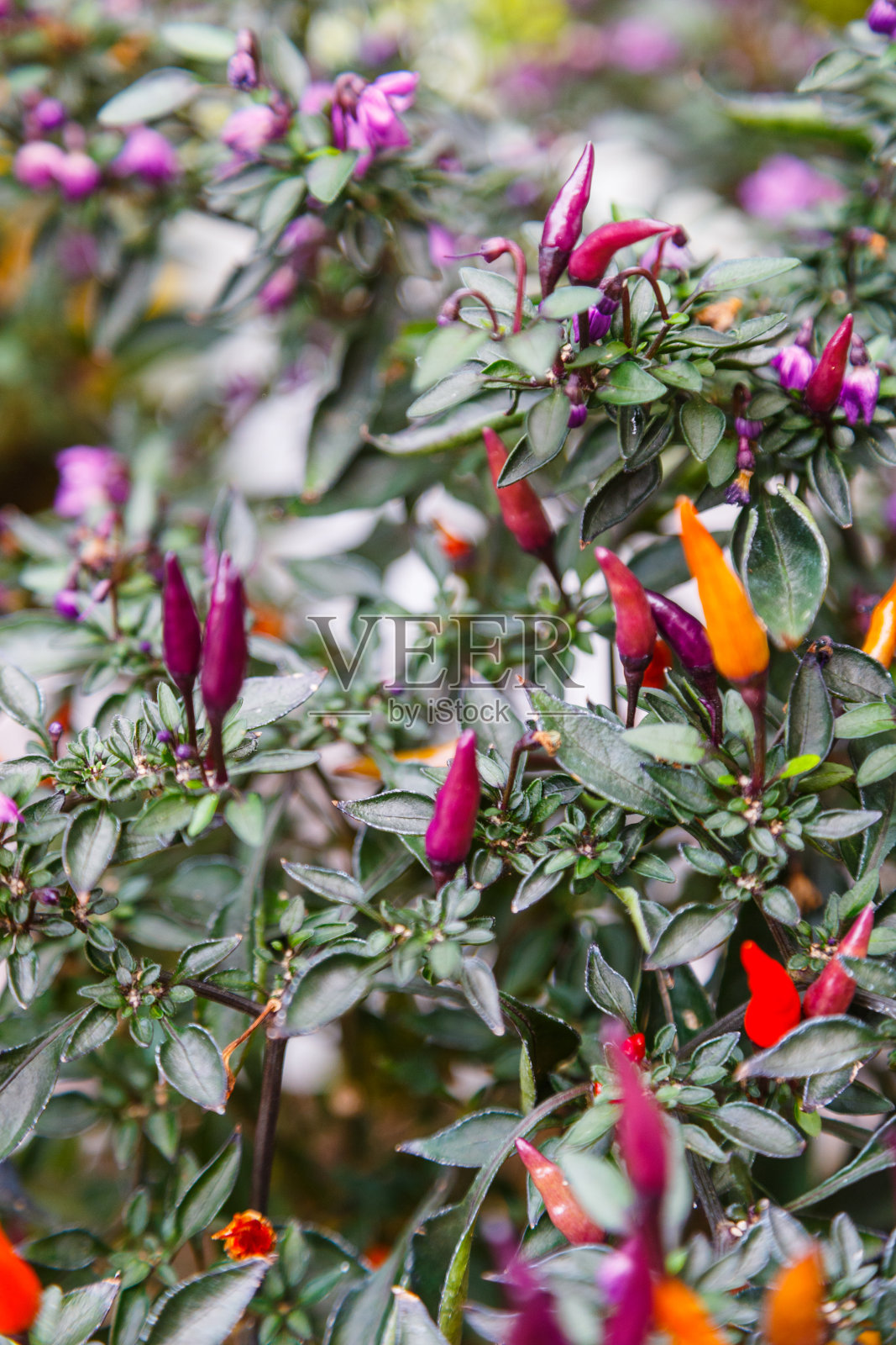 卡拉布里亚胡椒照片摄影图片