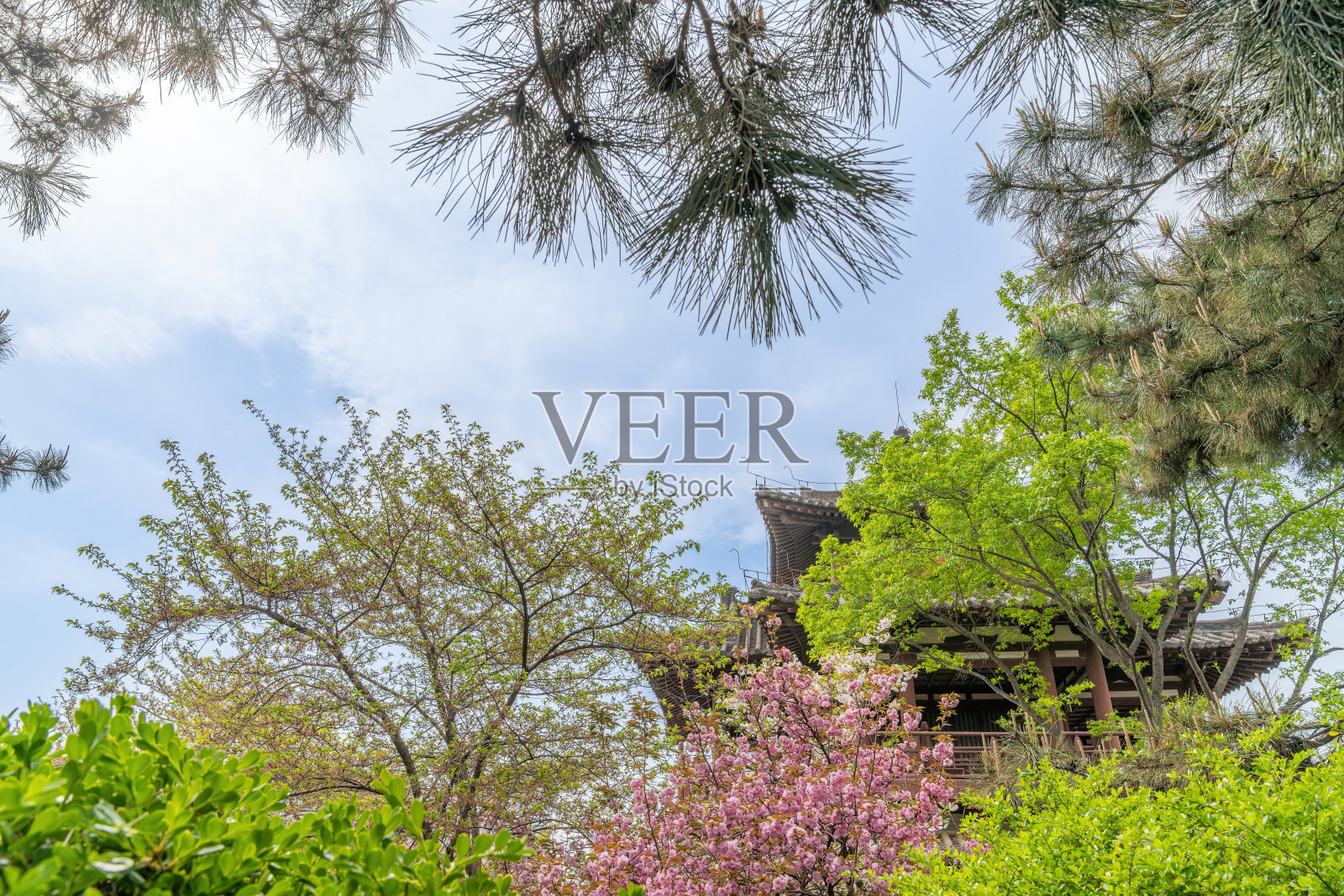 中国西安，樱花盛开的春天照片摄影图片