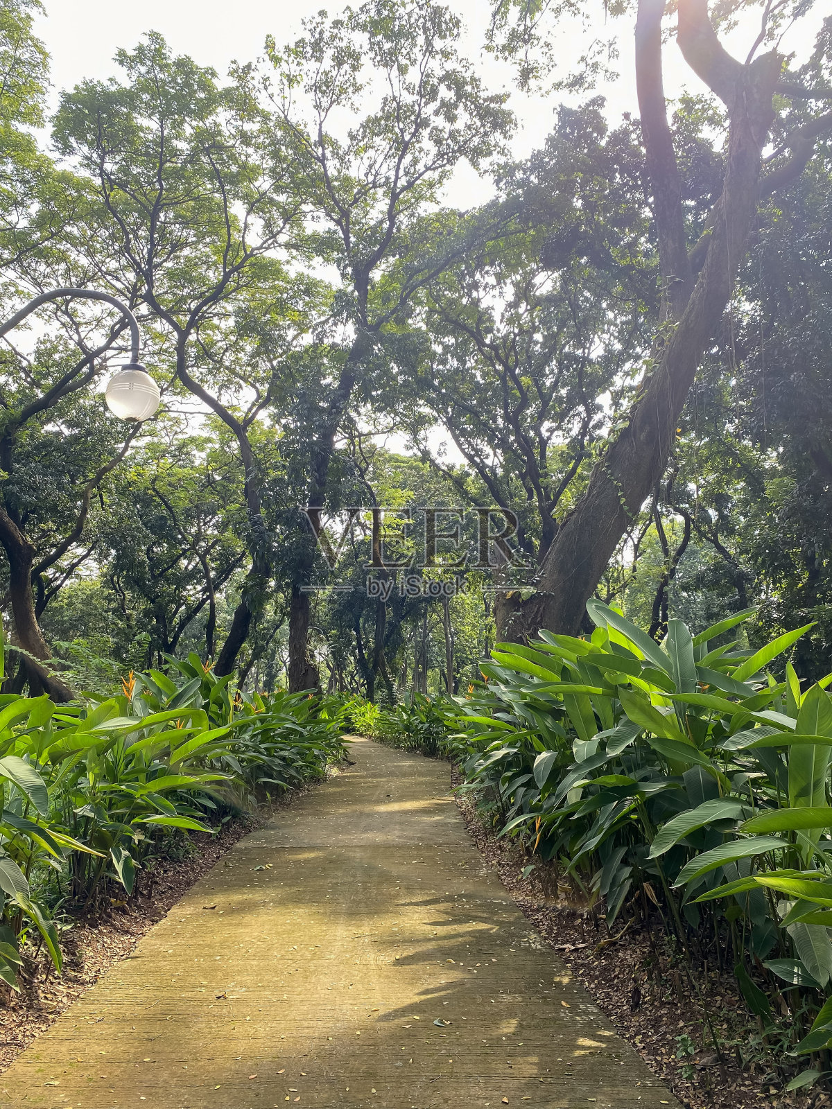 绿化公园内的行人径或台阶。照片摄影图片