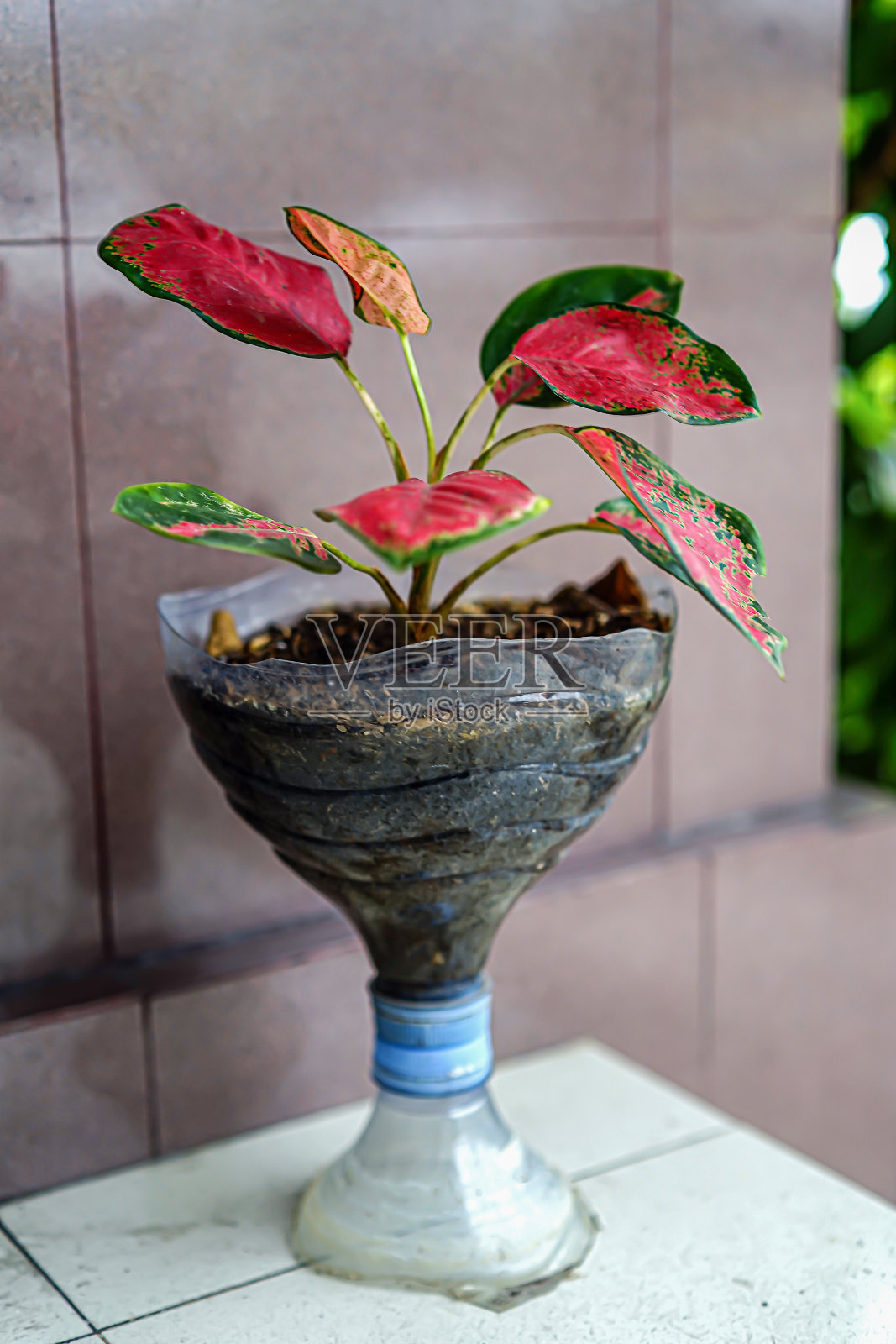 装饰植物照片摄影图片