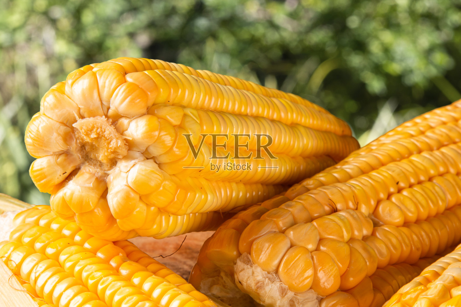 新鲜的黄色玉米在质朴的木头和绿色模糊的背景上照片摄影图片