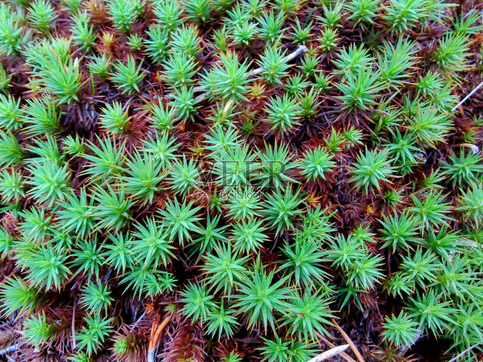 从上方近距离观察明亮的绿色星形苔藓照片摄影图片