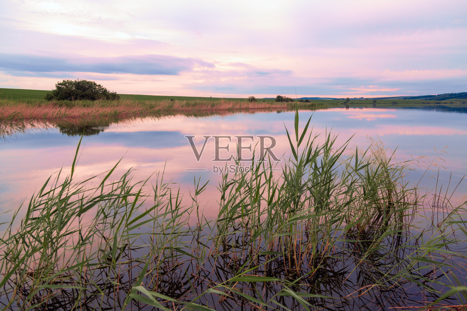 夏夜日落时长满芦苇的湖岸。自然之美。照片摄影图片