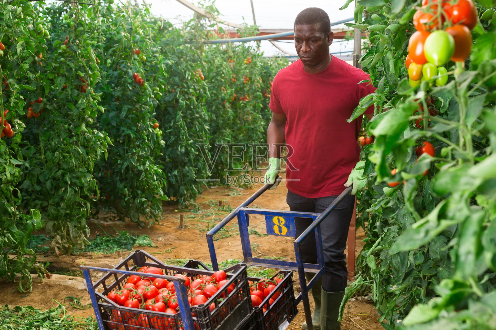 一名非洲园丁在温室里收获西红柿照片摄影图片