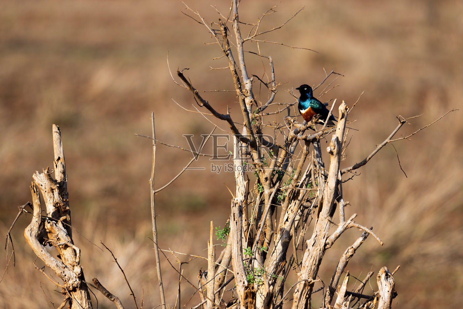 在肯尼亚察沃东部保护区，栖息在干燥的灌木丛上的华丽椋鸟照片摄影图片