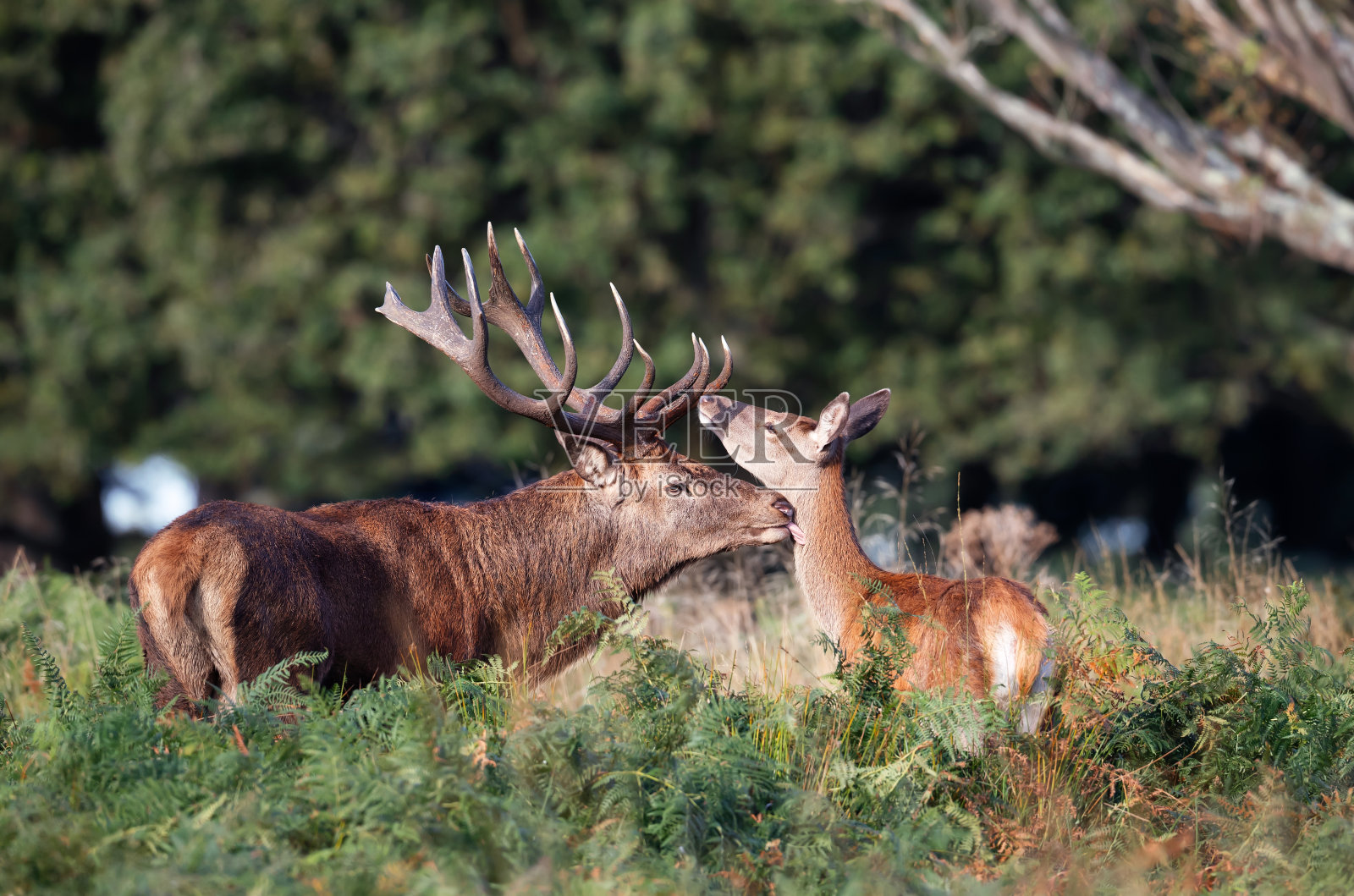秋天发情期的马鹿和一只雌鹿照片摄影图片