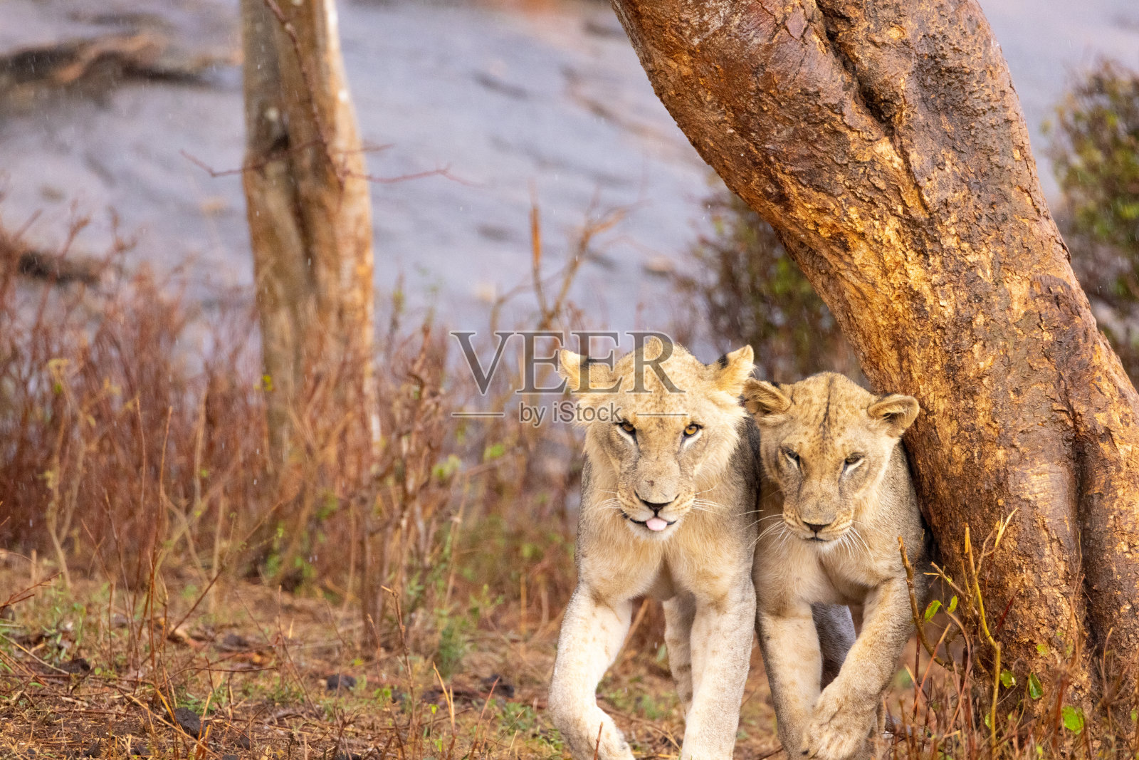 大草原上的雄狮照片摄影图片