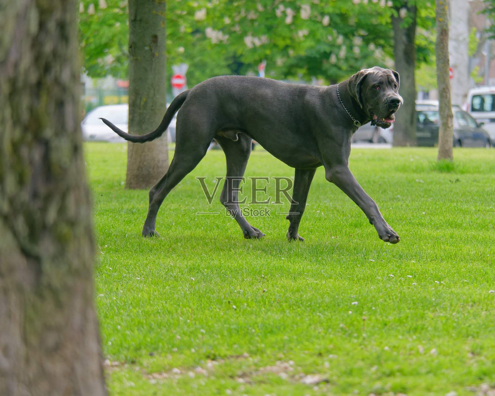 一只美丽的大丹犬在公园里散步的特写照片照片摄影图片