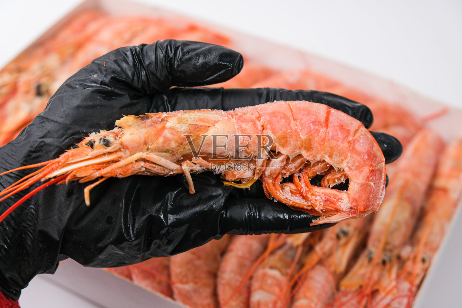 戴着黑色手套的厨师手里拿着一只冻得大大的海螯虾。照片摄影图片
