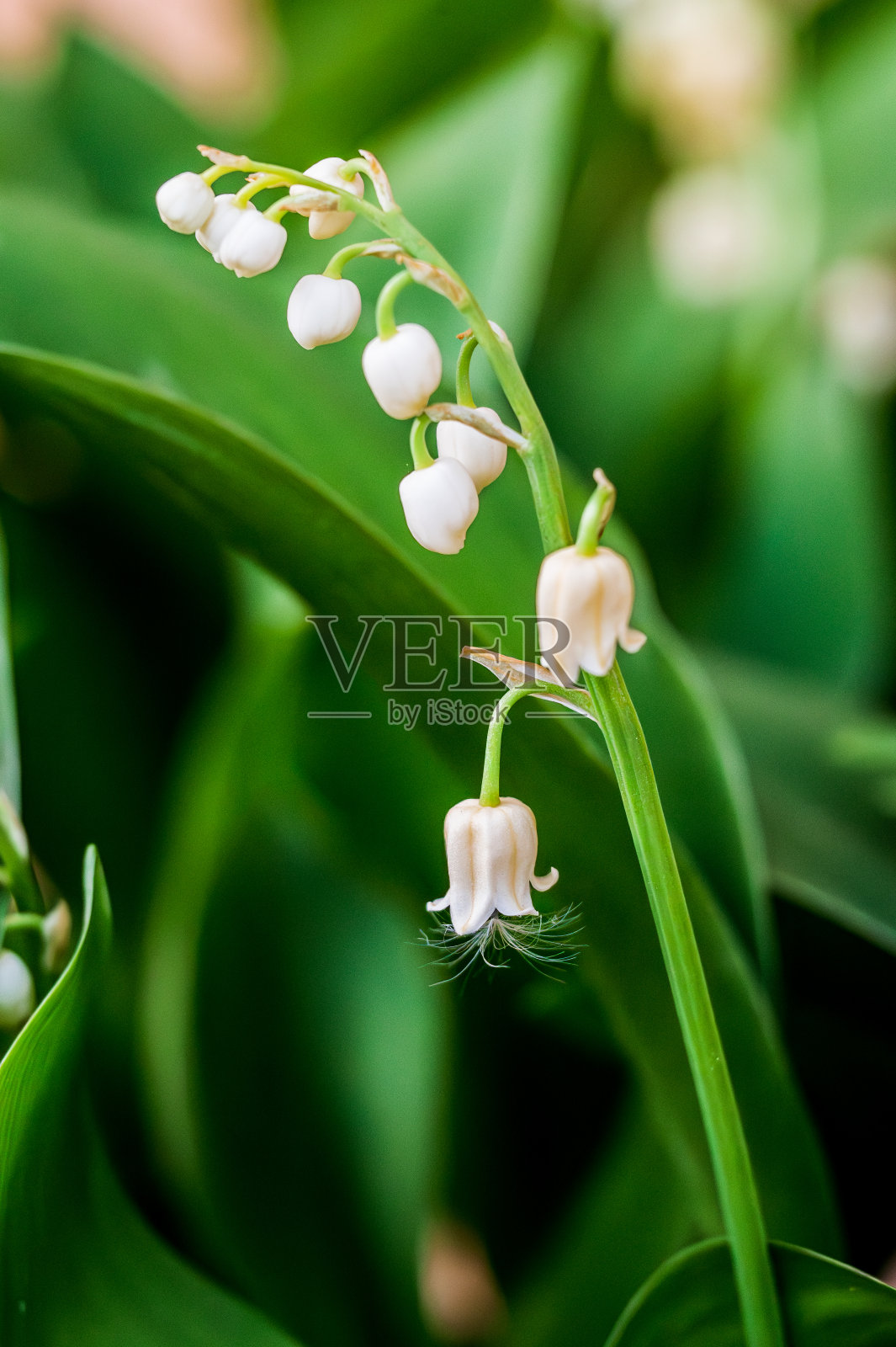 铃兰的美丽照片照片摄影图片