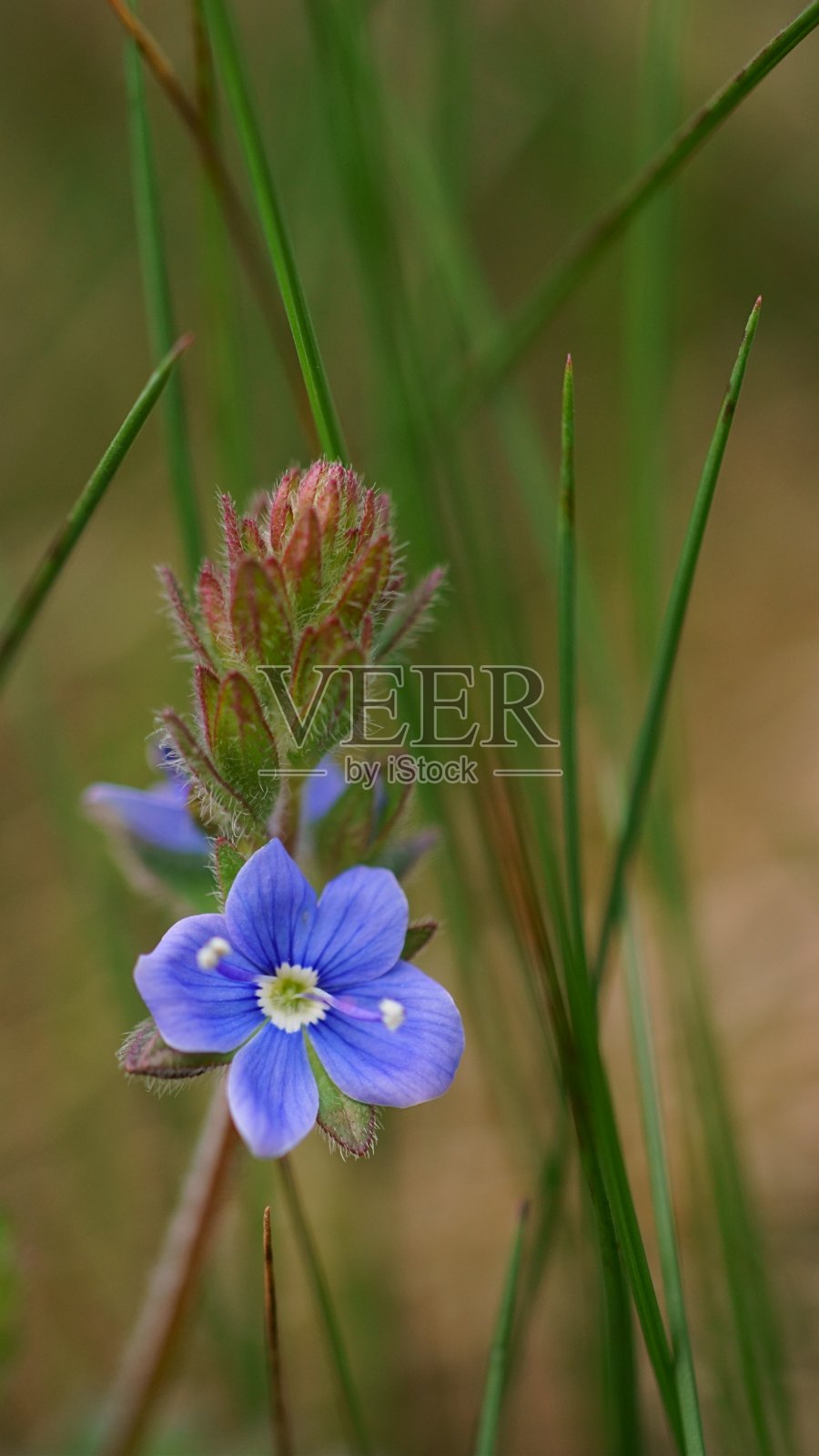 春天的野生蓝色花，凤头草或凤头草-凤头草照片摄影图片