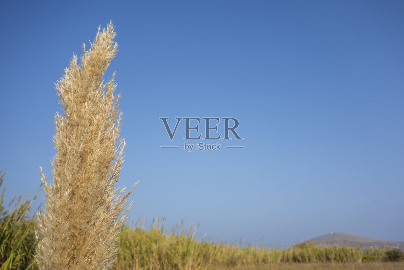 芦苇与天空照片摄影图片