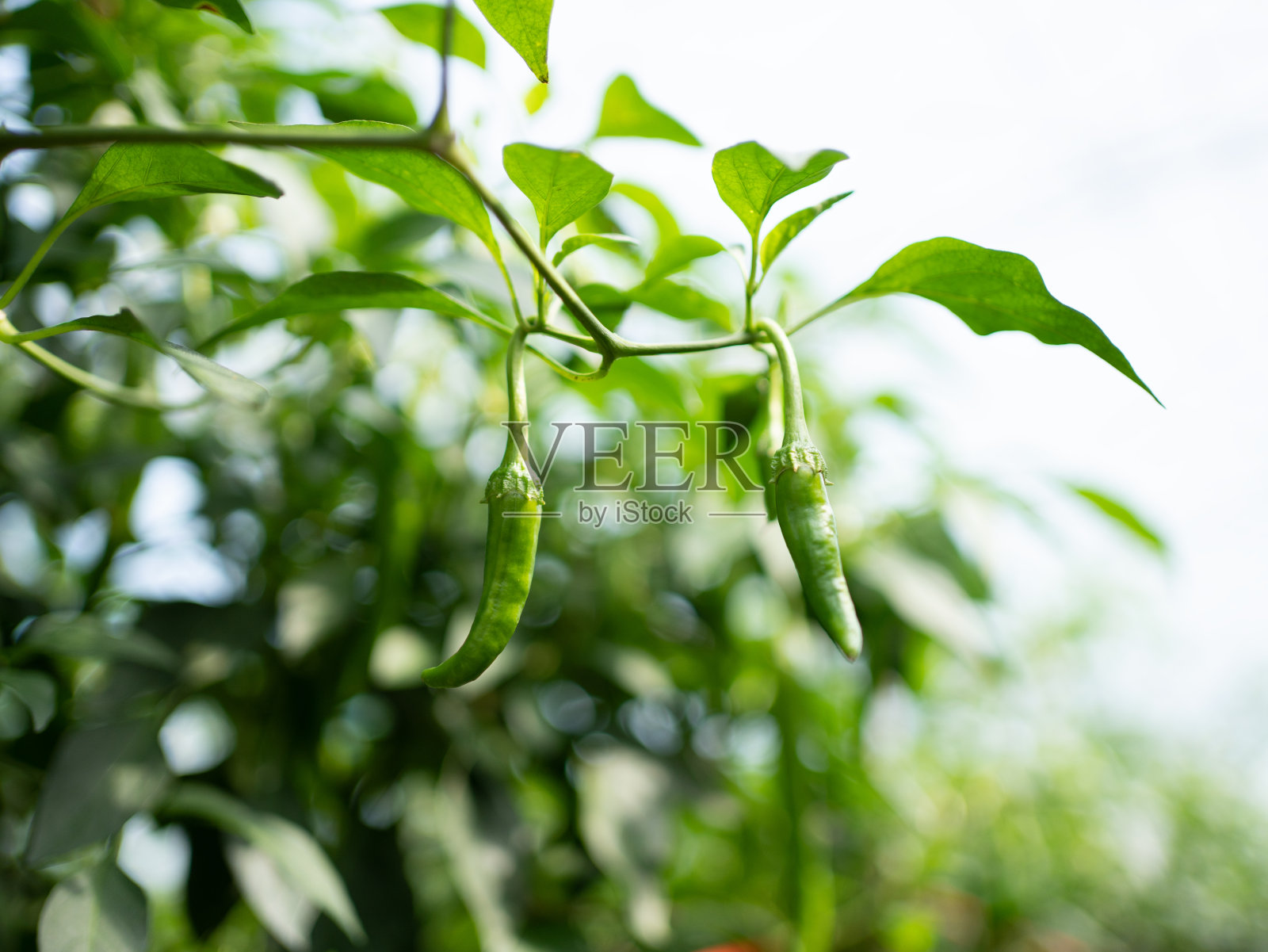 蔬菜，青椒特写照片摄影图片