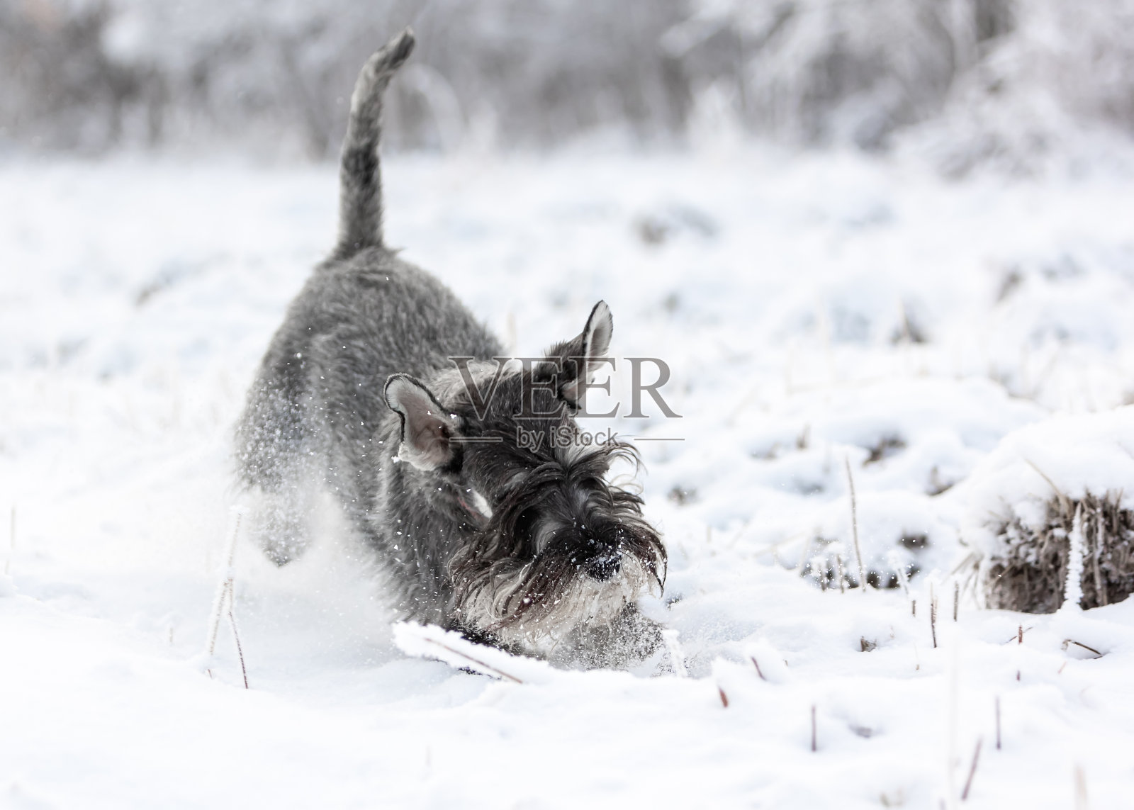 椒盐味的中型雪纳瑞在冬天的白雪皑皑的森林里欢快地玩耍照片摄影图片