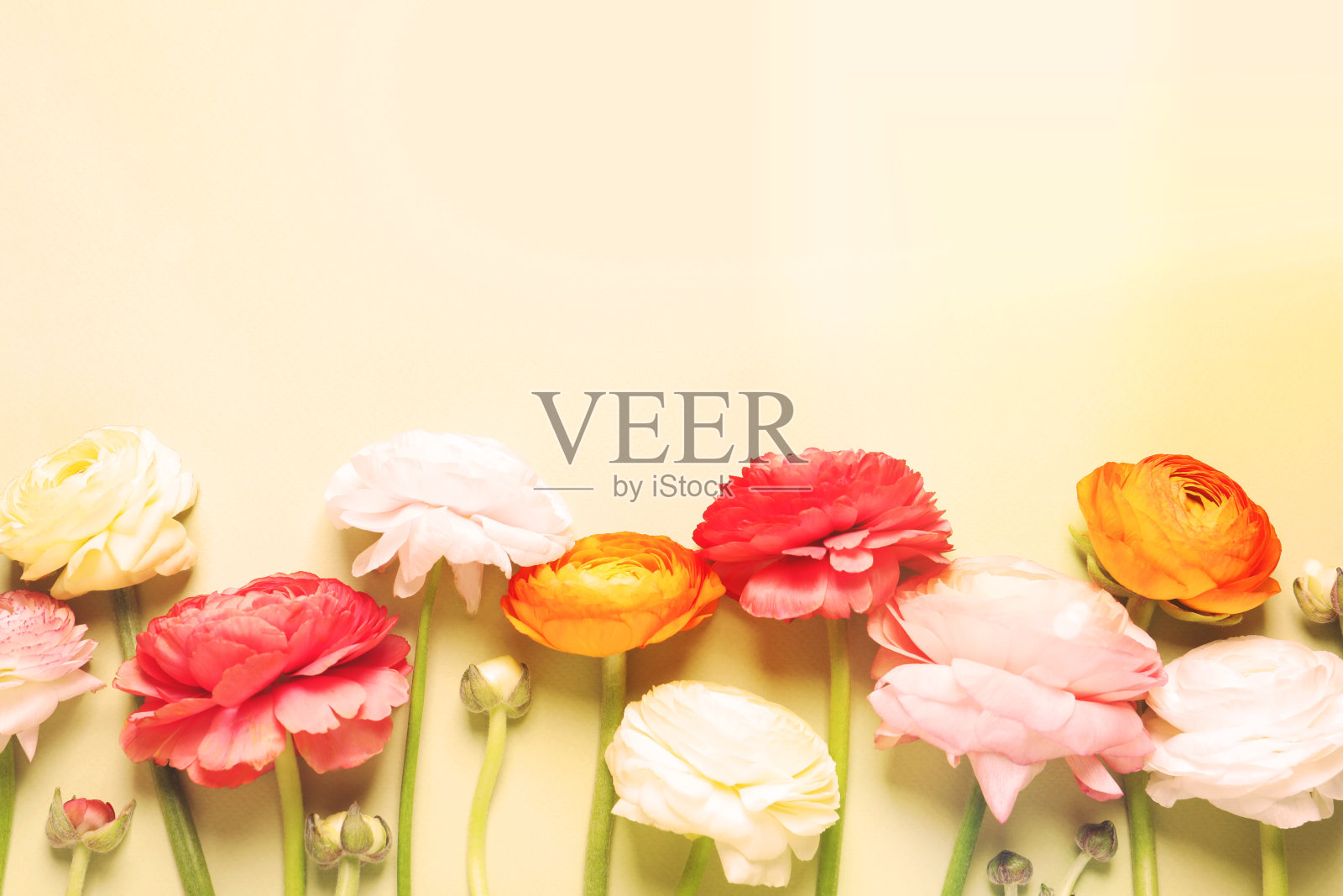 美丽的毛茛花在米色的背景上，平坦地躺着。文本空间照片摄影图片