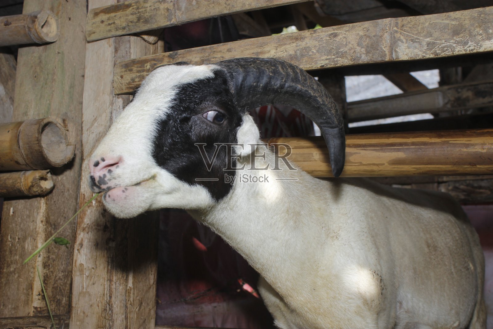 加鲁特羊，西爪哇，印度尼西亚照片摄影图片