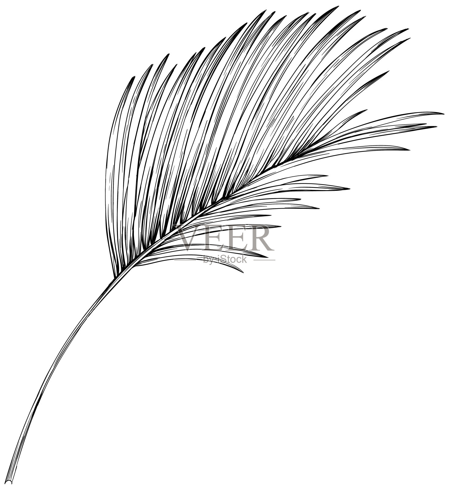 孤立在白色上的热带叶。手绘复古插图。插画图片素材