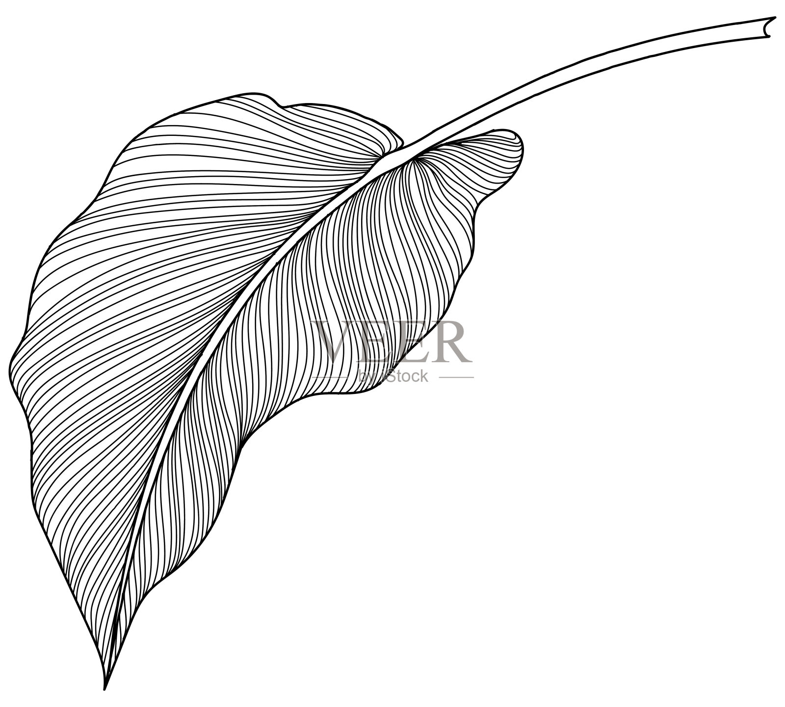 孤立在白色上的热带叶。手绘复古插图。插画图片素材