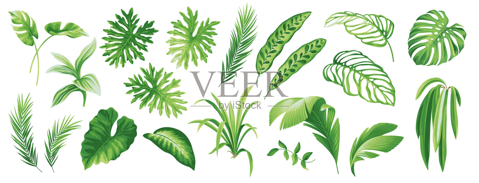 收集异国情调的热带树叶。夏威夷植物开始生长。矢量元素孤立在一个白色的背景。逼真的植物插图。插画图片素材