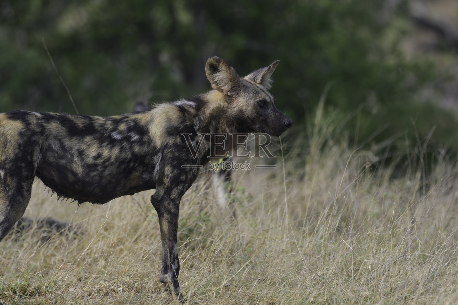 濒临灭绝的非洲野狗在克鲁格游猎照片摄影图片