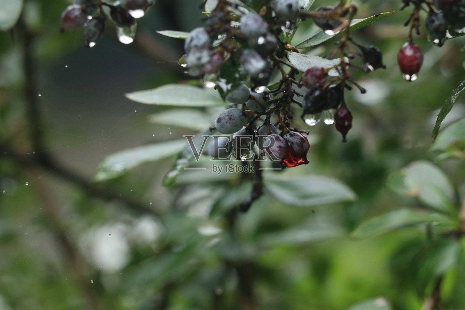 雨中灌木上的湿浆果，特写照片摄影图片