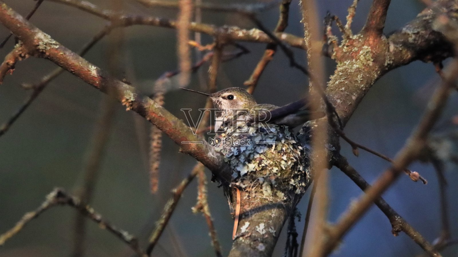 三月，雌性安娜蜂鸟坐在她小巧舒适的苔藓和地衣巢里照片摄影图片