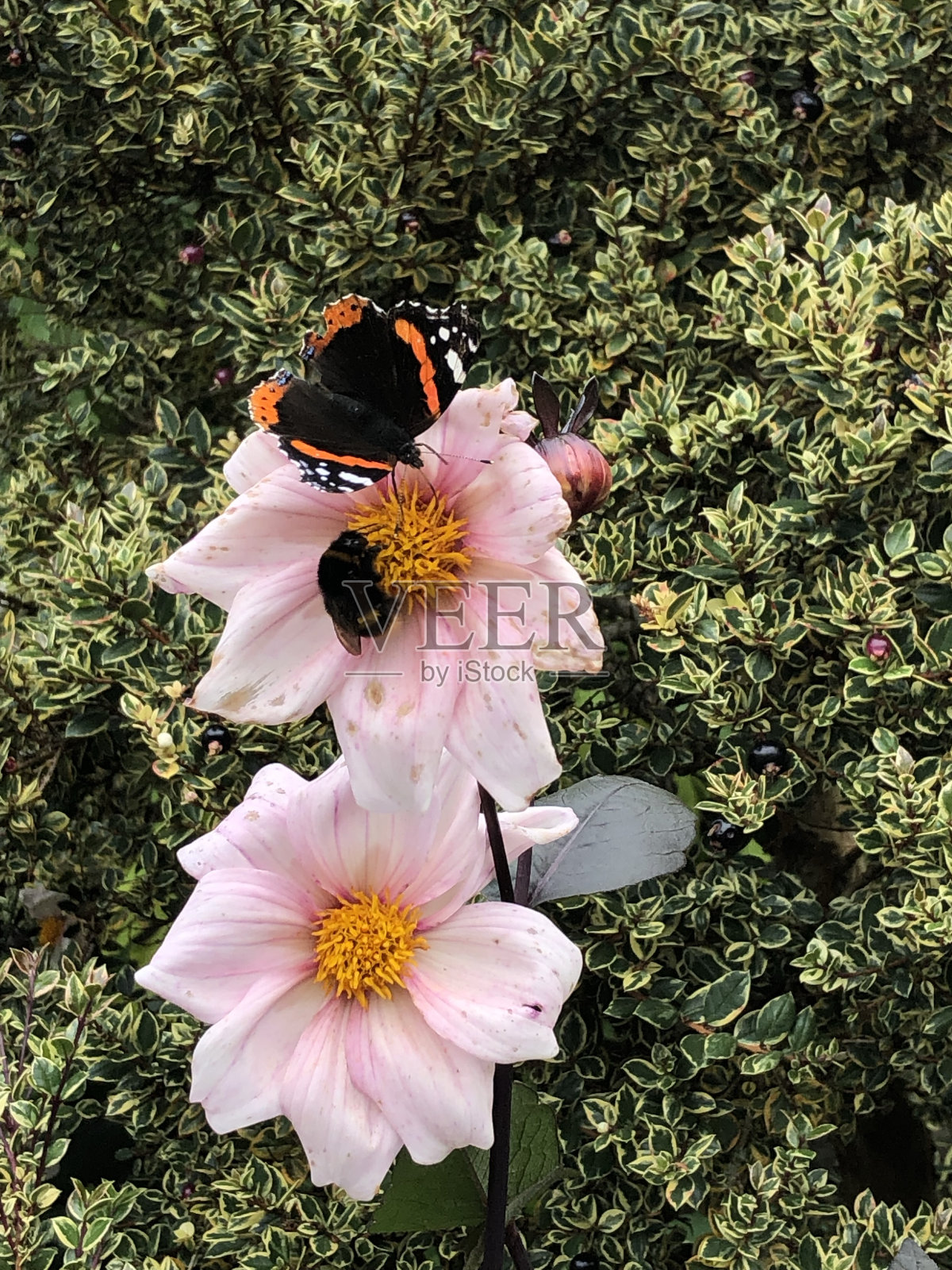 粉红色的花上有一只蝴蝶和一只蜜蜂照片摄影图片