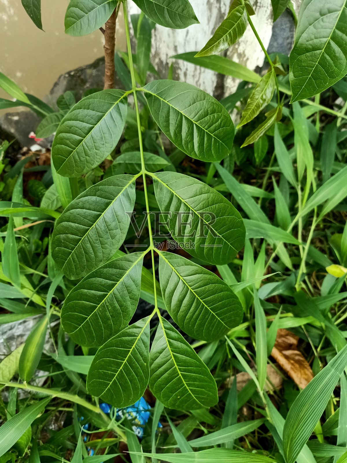 塞内加尔桃花心木植物特写照片摄影图片
