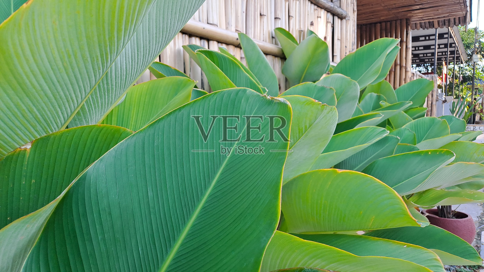 以竹子为背景的卡拉西亚雪茄，也被称为卡拉西亚雪茄或古巴雪茄，是一种受欢迎的，照片摄影图片