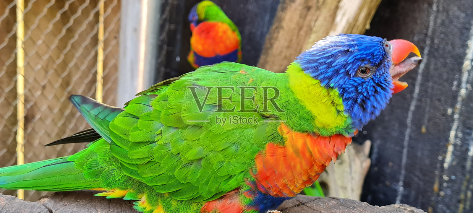 鸟类的天堂照片摄影图片