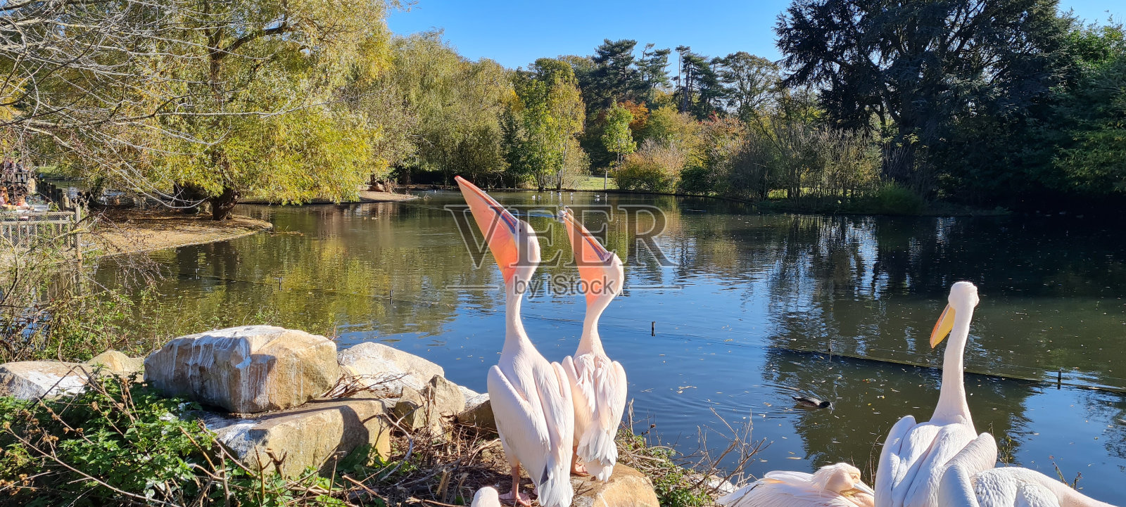 白色的鸟照片摄影图片