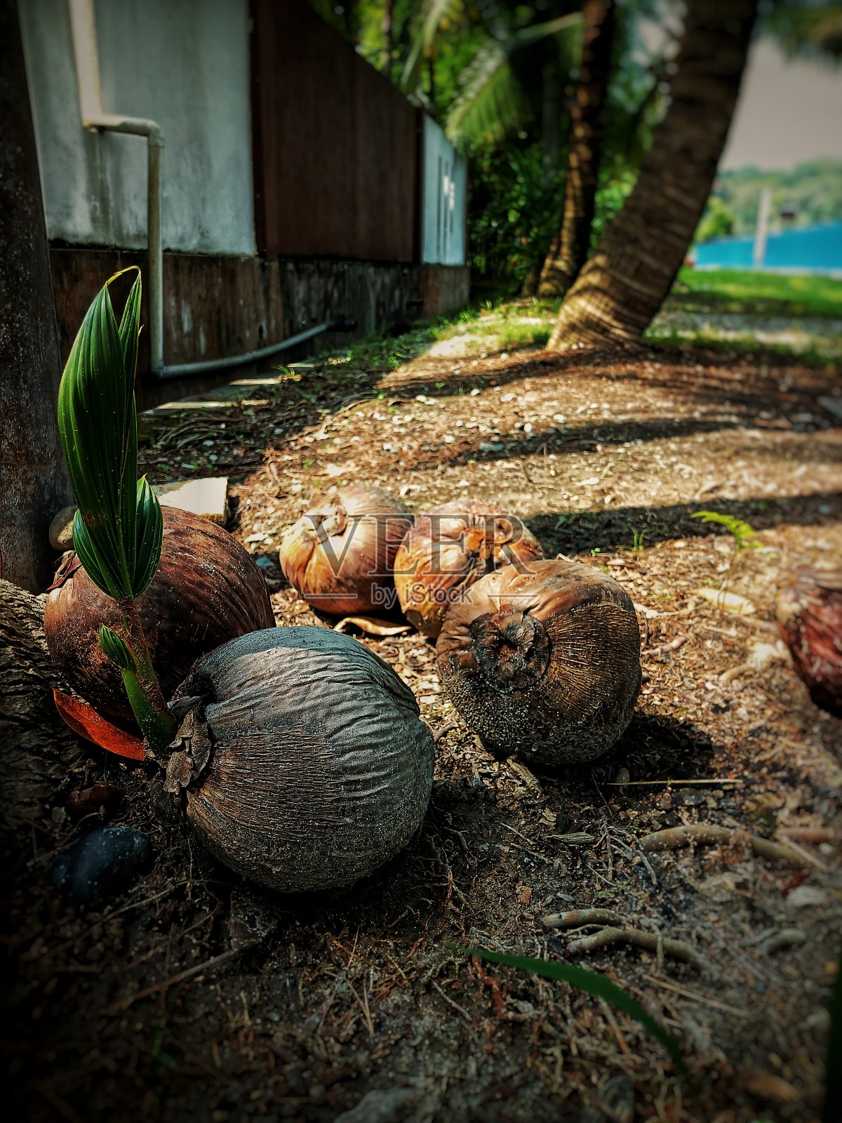 地面上老椰子的精选焦点与模糊的住宅区背景。照片摄影图片