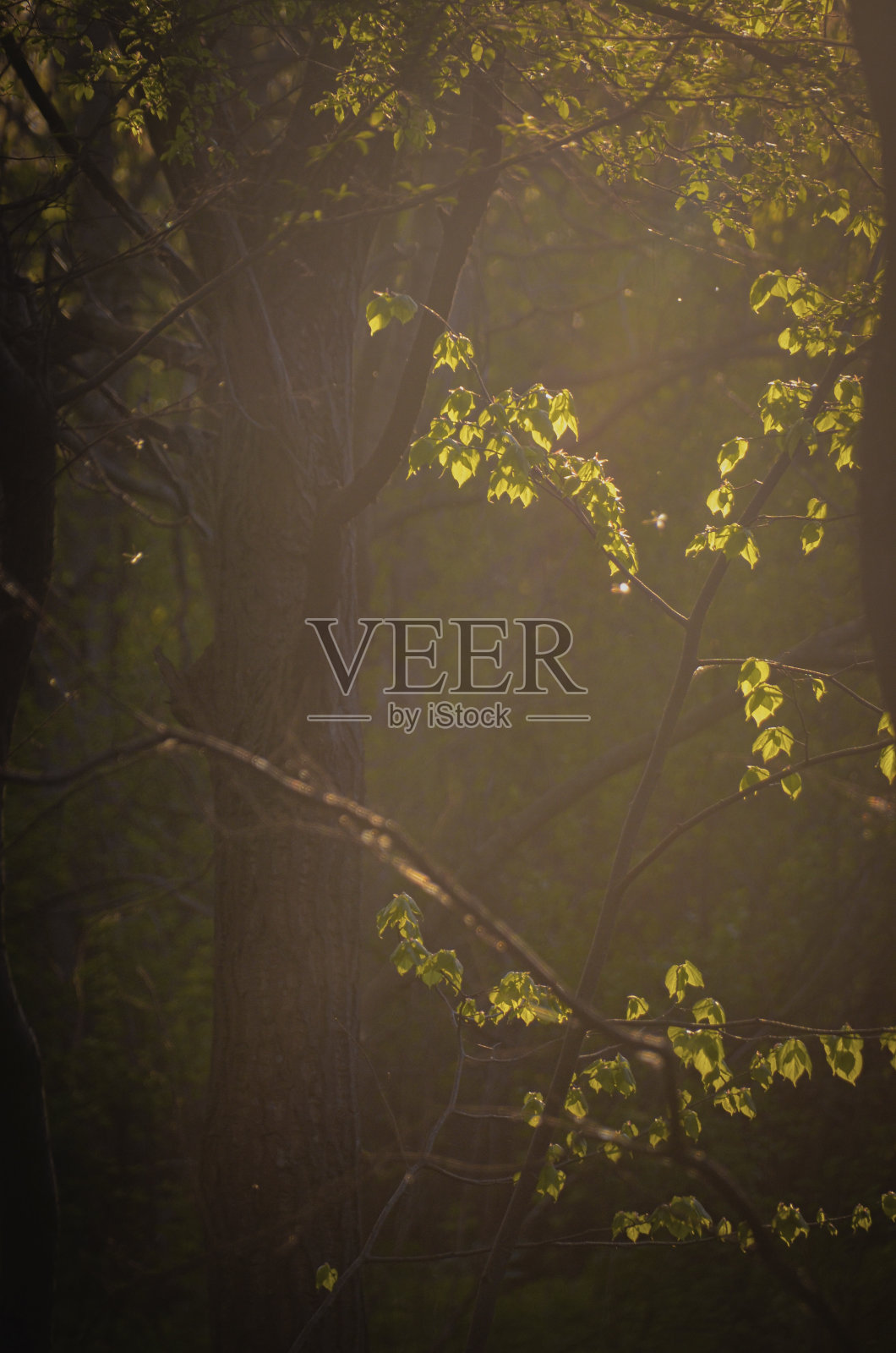 金色的森林照片摄影图片