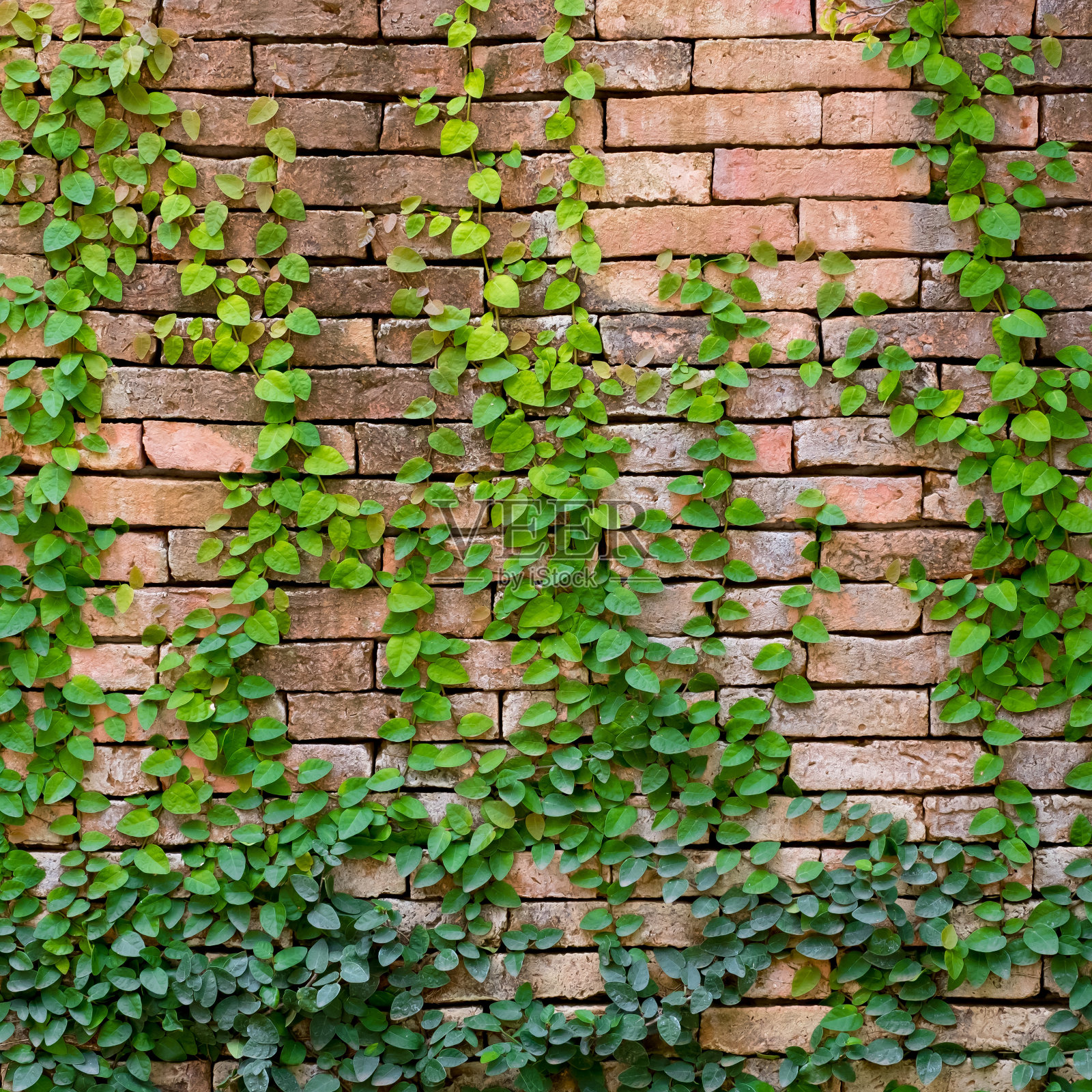 绿色的常春藤在橙色的墙上照片摄影图片