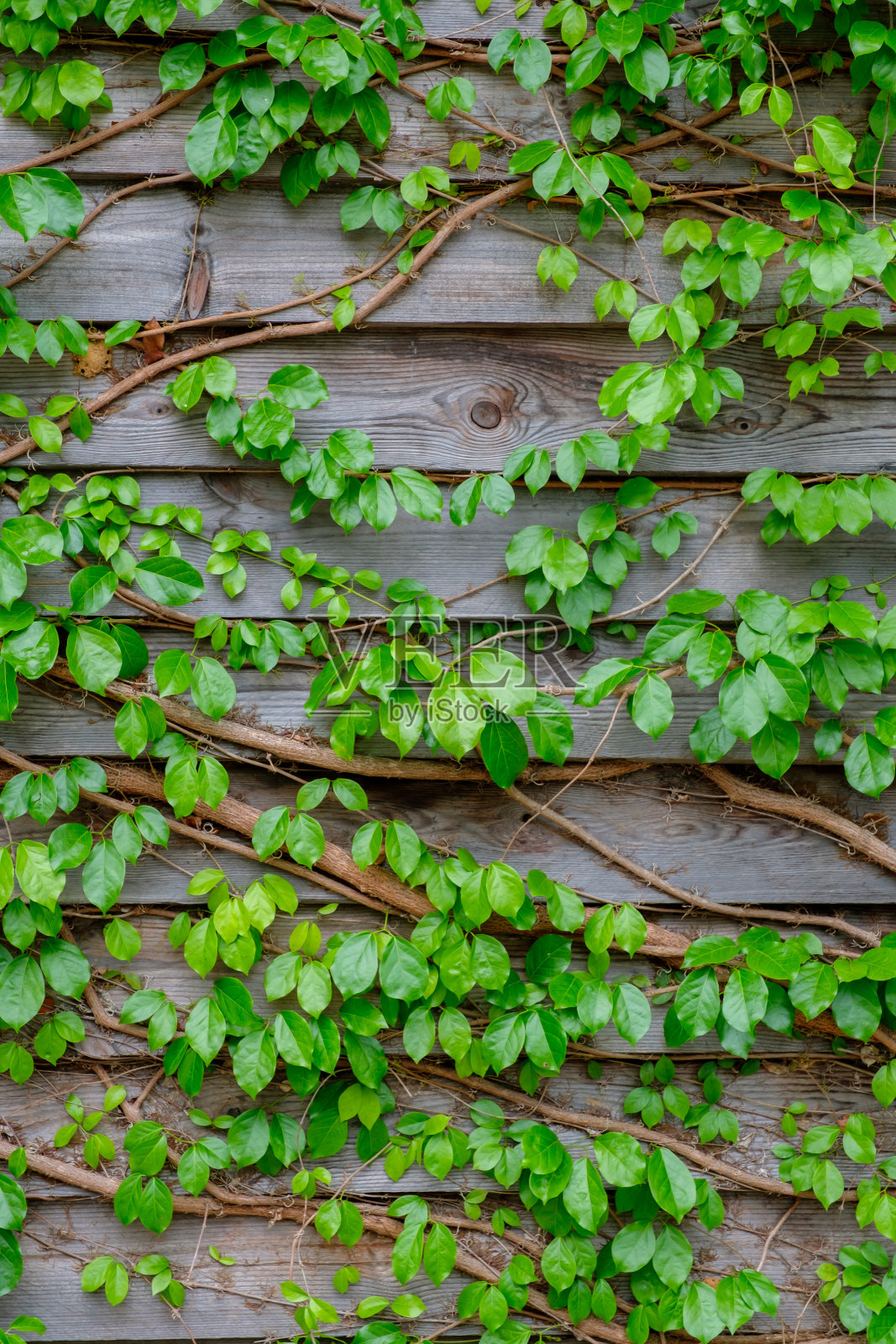 木背景上的绿常春藤照片摄影图片
